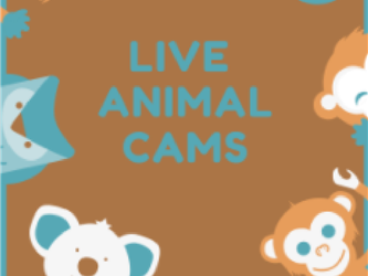 live animal cams